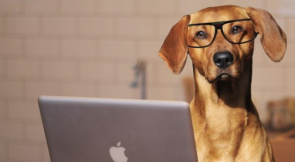 Hund mit Lesebrille am Laptop